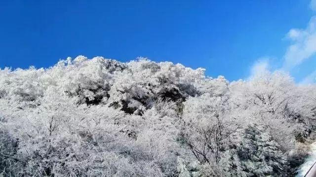 陈皮煮水加上它，是天然的“止咳方”，润肺化痰